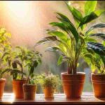 राय / संपादकीय