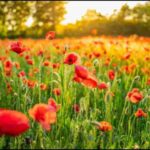 मनोरंजन