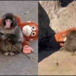 अंतर्राष्ट्रीय समाचार